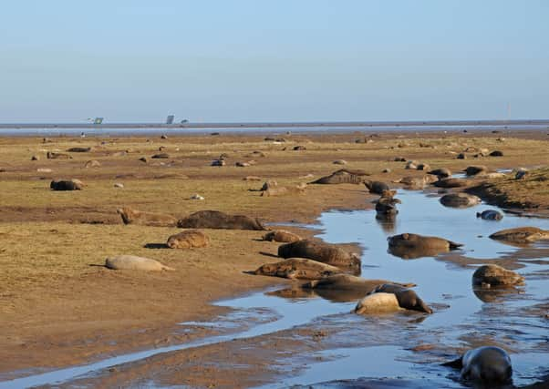 An image from Donna Nook in previous years. (Photo: Peter Roworth/Lincolnshire Wildlife Trust)