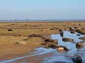 An image from Donna Nook in previous years. (Photo: Peter Roworth/Lincolnshire Wildlife Trust)