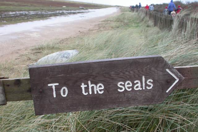 Seals at Donna Nook (Lesley Robb/Lincolnshire Wildlife Trust)