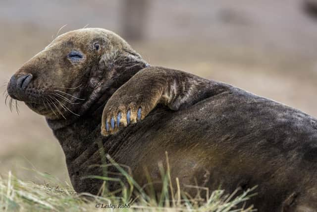 Seals at Donna Nook (Lesley Robb/Lincolnshire Wildlife Trust)