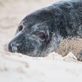 Seals at Donna Nook (Pixabay/Lincolnshire Wildlife Trust)