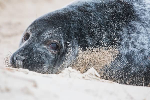 Seals at Donna Nook (Pixabay/Lincolnshire Wildlife Trust)