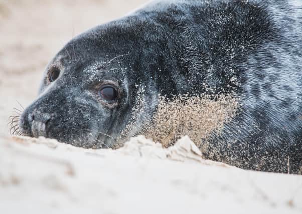 Seals at Donna Nook (Pixabay/Lincolnshire Wildlife Trust)