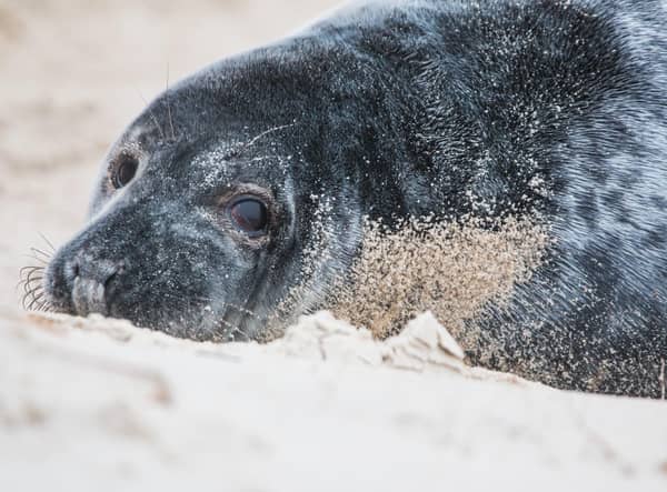 Seals at Donna Nook (Pixabay/Lincolnshire Wildlife Trust)