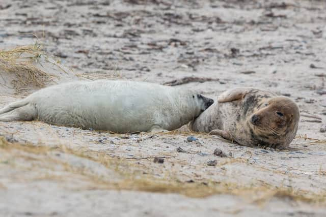 Seals at Donna Nook (Pixabay/Lincolnshire Wildlife Trust)