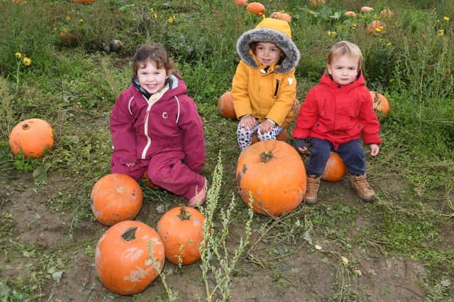 Family pumpkin event at Bells Garden Centre. L-R Nova Conway 3, Margot Assenza 3 and 18-month-old Giorgo Assenza. EMN-201019-103026005