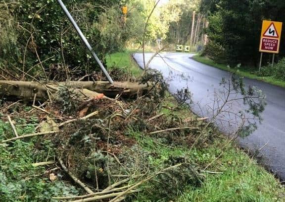 Tree across footpath