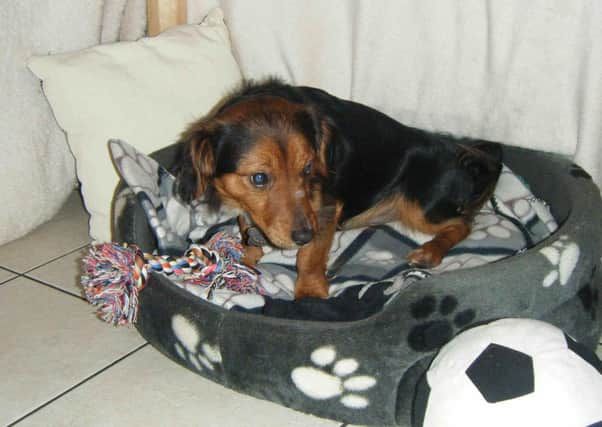 Create a cosy den for your dog if he is scared of fireworks.