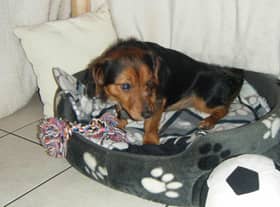 Create a cosy den for your dog if he is scared of fireworks.