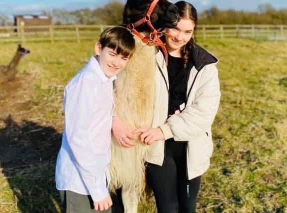 Visitors enjoying the Louth llama trekking venture.