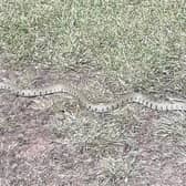 Nick Lawson's photo of a grass snake.