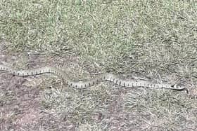 Nick Lawson's photo of a grass snake.