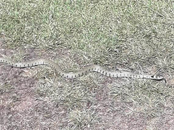 Nick Lawson's photo of a grass snake.