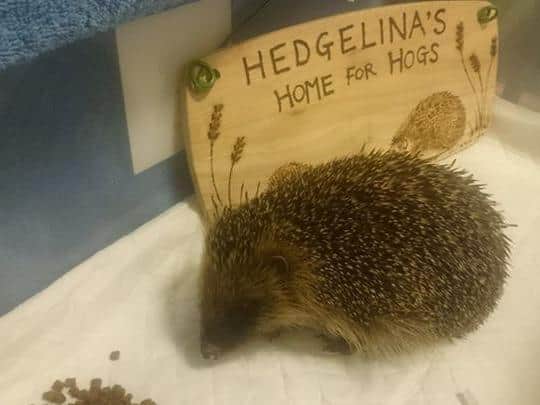 One of Nick's rescued hedgehogs.