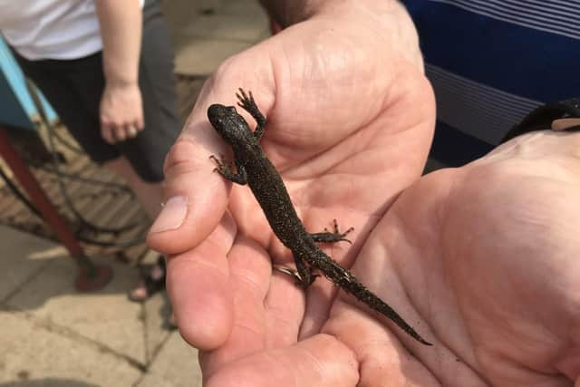 Nick Lawson's photo of a great crested newt.