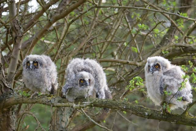 Nick Lawson's photo of long-eared owl chicks.