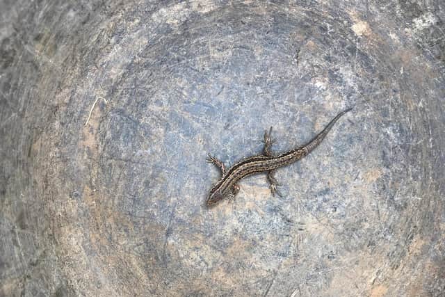 A great-crested newt photographed by Nick Lawson.