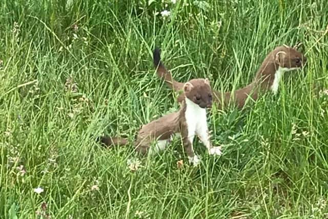 Nick Lawson's photo of two playful stoats.