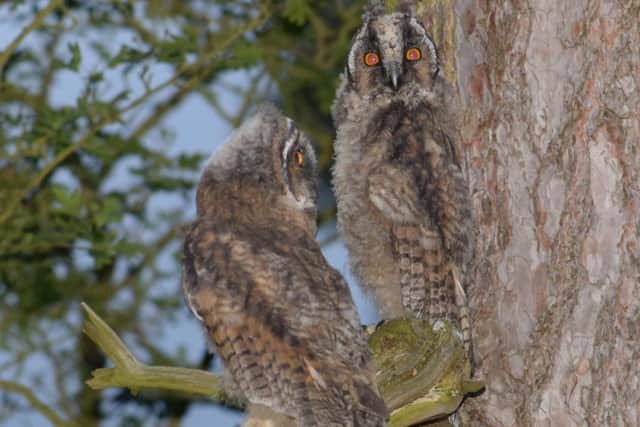 Nick Lawson's photo of two long-eared owls.