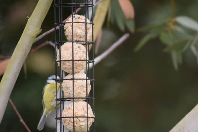Nick Lawson's photo of a blue tit.