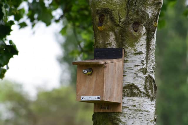 Nick Lawson's photo of a blue tit emerging from a bird box.