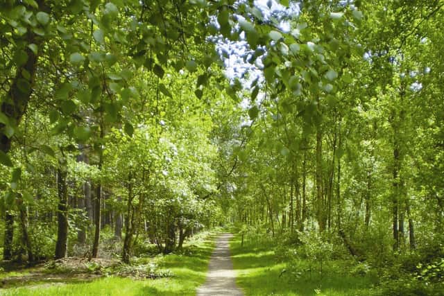 Plans to increase trees in North Kesteven by 25 per cent in 15 years. EMN-201011-172951001