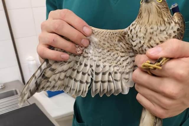 One of Wild Things' rescued birds of prey.