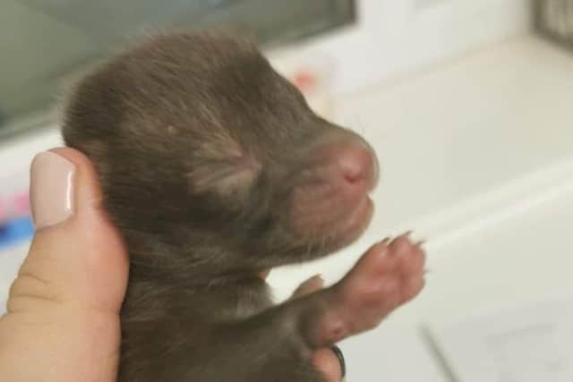 A tiny, injured fox cub rescued by Wild Things.