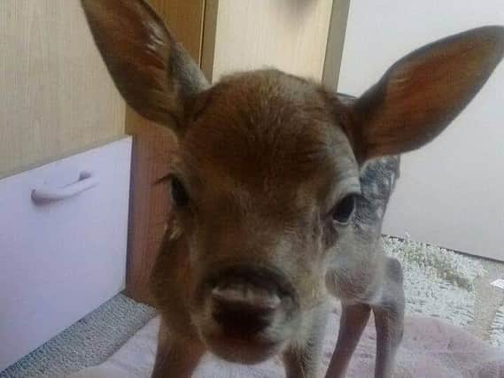 The rescued deer cared for by Wild Things.