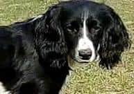 Warning after suspected dog thieves left marking at a property in Pickwor5th.