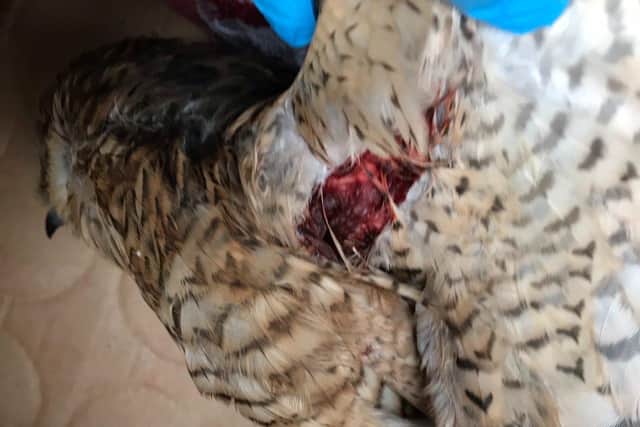 Injured sparrowhawk EMN-201113-154701001