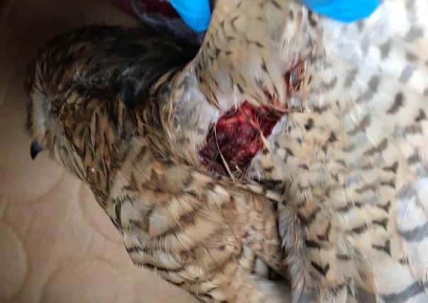 Injured sparrowhawk EMN-201113-154701001