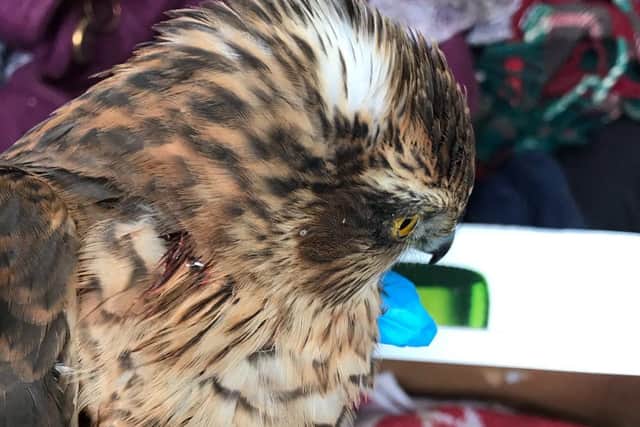 Injured sparrowhawk EMN-201113-154712001