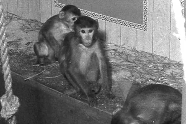 Monkey business at Keightley's in Boston in 1965.