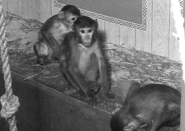 Monkey business at Keightley's in Boston in 1965.
