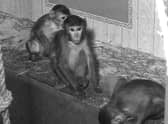Monkey business at Keightley's in Boston in 1965.