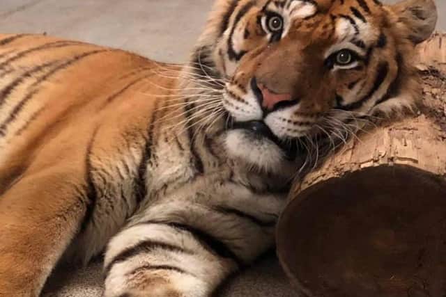 Sangha the tiger