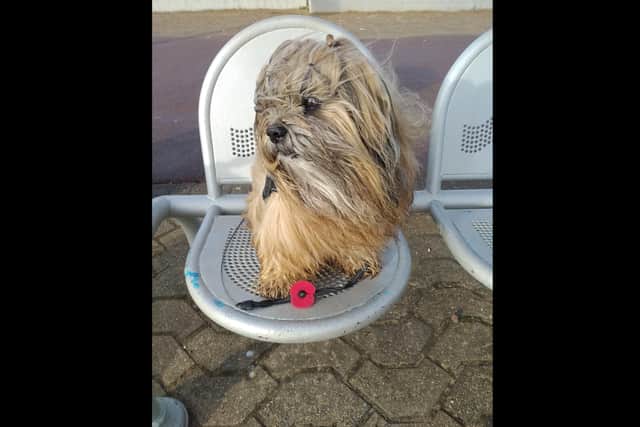 Our latest Reader Picture.