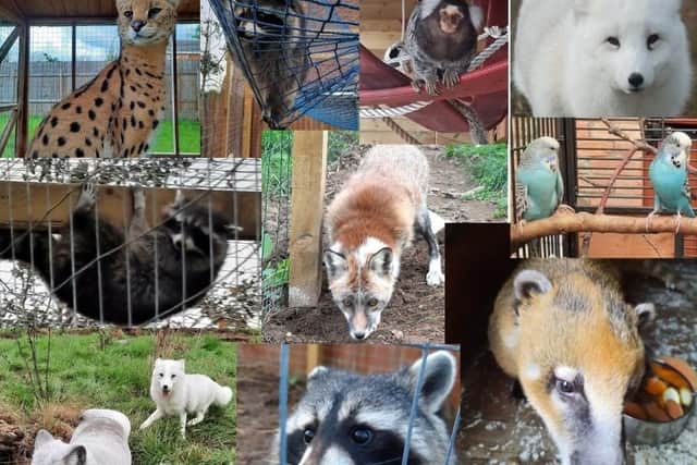 Just some of the animals taken on by The Ark, in Stickney, during the pandemic.