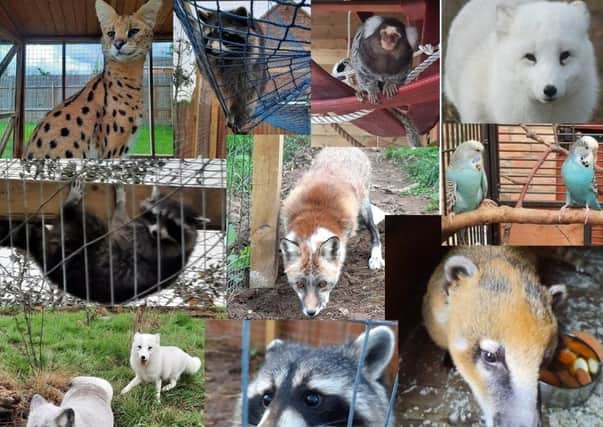 Just some of the animals taken on by The Ark, in Stickney, during the pandemic.