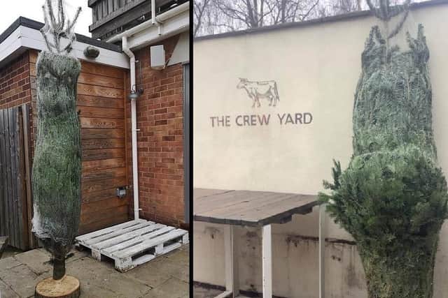 Pictures of the two new Christmas trees which have arrived at The Brown Cow today. (Photo: The Brown Cow)