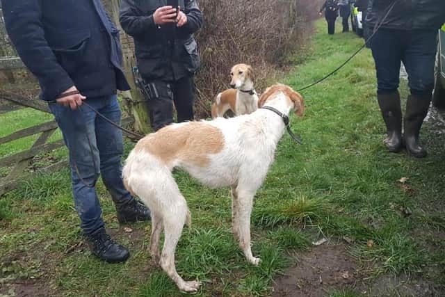 Two hare coursing dogs seized by police in Sleaford area. EMN-200412-173438001