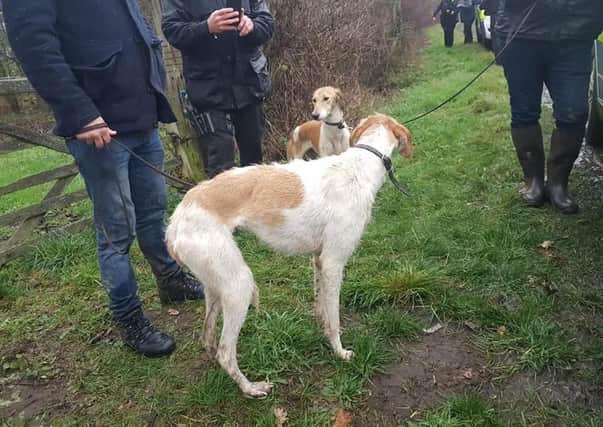 Two hare coursing dogs seized by police in Sleaford area. EMN-200412-173438001