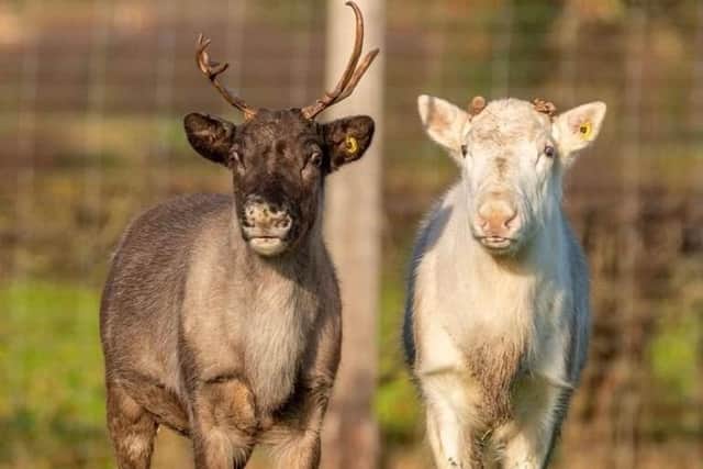 Double act: Mistletoe and Frosty - the new  additions at the wildlife park