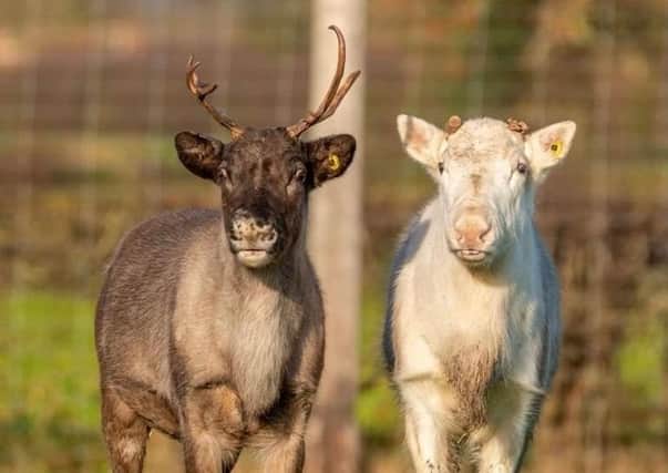 Double act: Mistletoe and Frosty - the new  additions at the wildlife park
