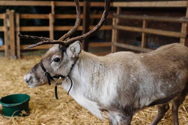 Reindeer at Rand Farm Park