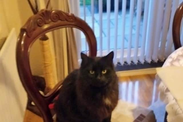 Laddo is home for Christmas in Alford after being found 75 miles away in Doncaster.
