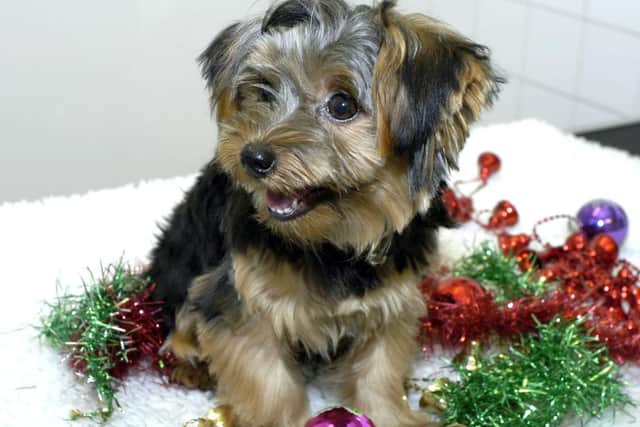 Dangling baubles, tinsel and fairy lights can can cause serious blockages in your pet’s stomach.