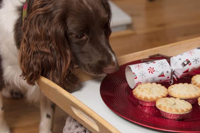 Mince pies are toxic for dogs.