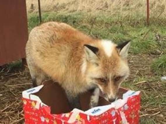 One of The Ark's foxes enjoying Christmas enrichment.